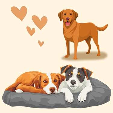 "Petzzz" ergonomiškas kilimėlis gyvūnams Diva S 60 x 40 x 5 cm, sulankstomas, neslidus
