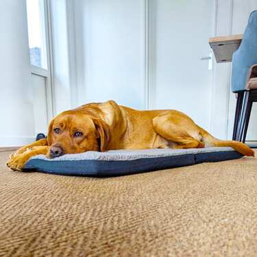 Ergonomická podložka pro domácí mazlíčky Petzzz Diva XL 120 x 80x 5 cm, skládací, protiskluzová